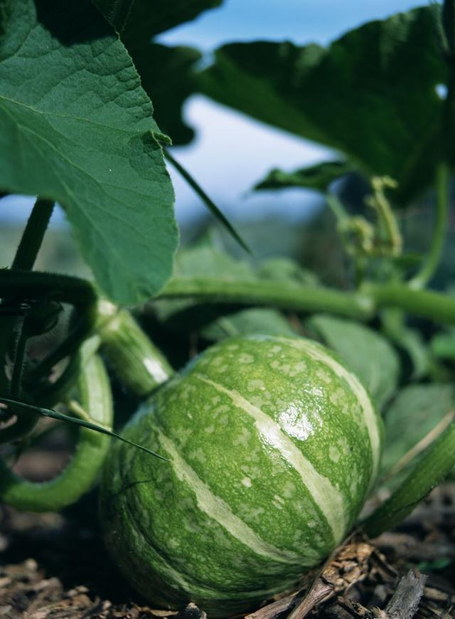 谁知道夏季最适合种什么菜类(夏季应该种什么菜比较好呢)