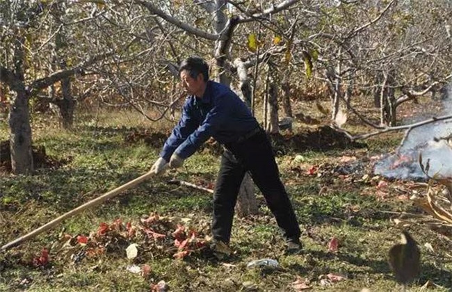 苹果春季清园注意些什么(春季清园药什么时候打)