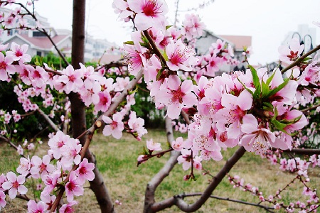 桃花的养殖方法(寿星桃花盆景养殖方法)