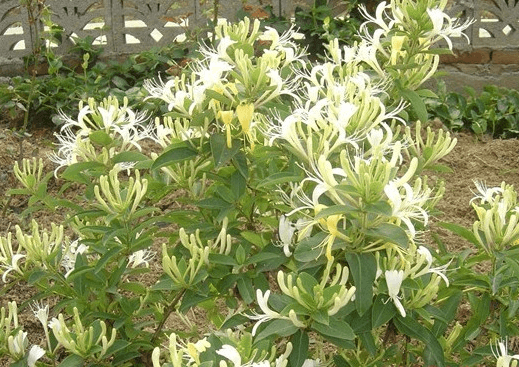 如何修剪金银花(金银花修剪时间和方法)