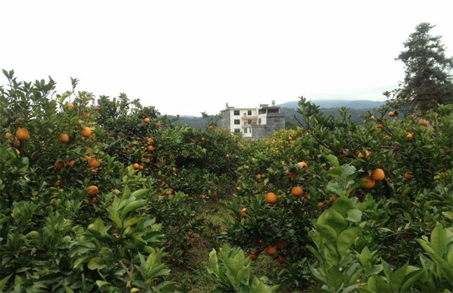 橙子的种植注意些什么(橙子种植园应该选择什么地方比较好芭芭农场)