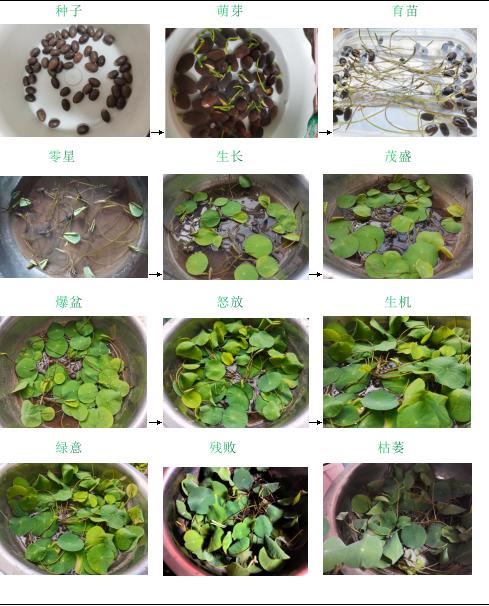 莲花种子怎么种植方法视频