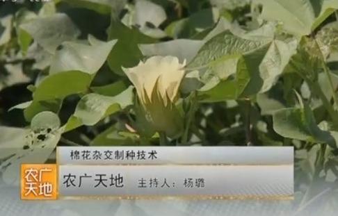 农广天地种植视频