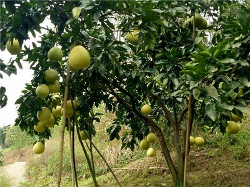 蜜柚种植管理技术方法