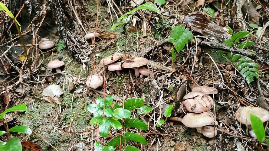 野生乌枞菌种植技术哪里学