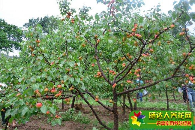 杏树种植技术视频