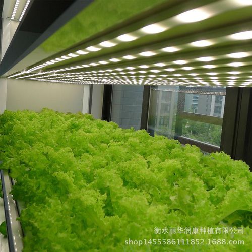 蔬菜工厂使用营养液栽培植物时