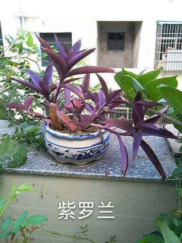 紫罗兰种植技术(紫罗兰的种植方法及注意事项)