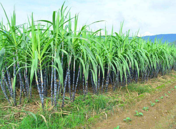 四川甘蔗种植技术