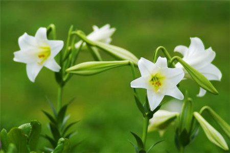 百合花春天怎么种植(百合花春天怎么养)