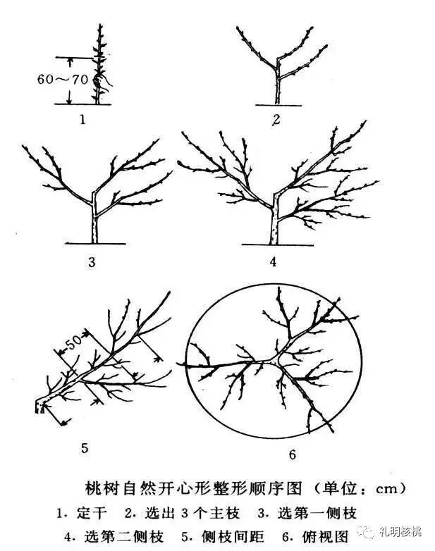 核桃树生理特性及树形解析(上)(核桃树的特征和作用)