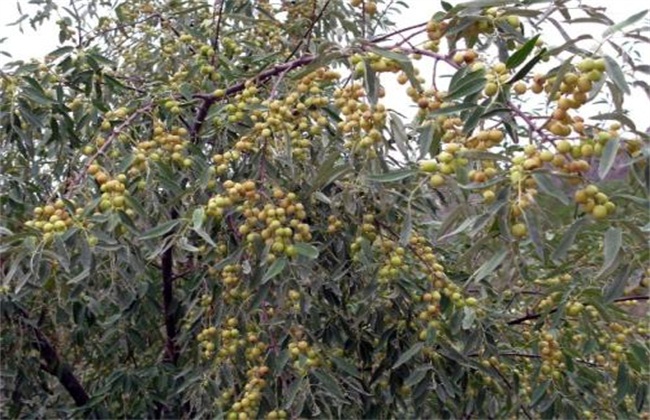 沙枣树种植技术(沙枣树的简介)