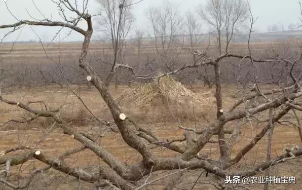 详细的苹果修剪技术(图解)(修剪苹果树的枝条图解)