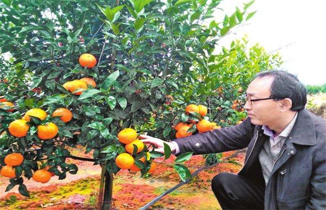 种植沃柑该要注意些什么(种沃柑有前途吗)