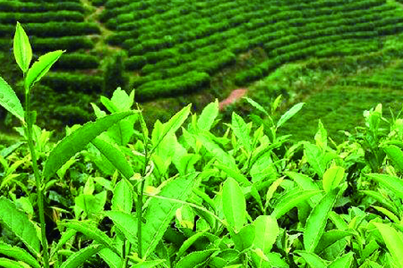 白芽奇兰是啥茶(白芽奇兰是什么茶)