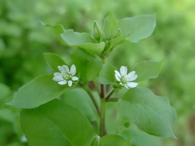 高清杂草图集(杂草图片手绘)