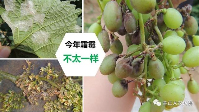 作物病虫害诊断及农药应用基础(农作物病虫害区域应急防治检测中心)