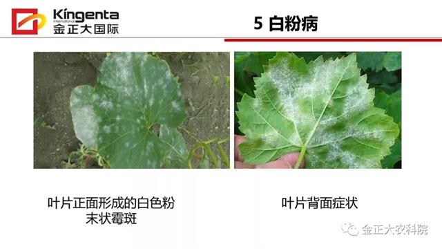 甜瓜植保简介(博洋9号甜瓜简介)