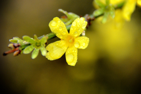 什么季节开什么花(夏季什么花开)