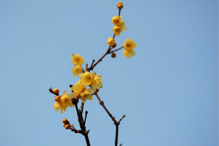 什么季节开什么花(夏季什么花开)