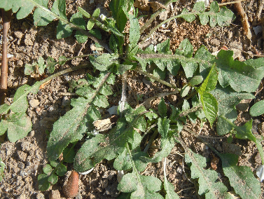 山野菜大全(黑龙江山野菜大全)