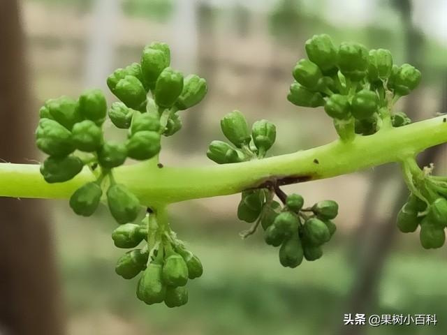 葡萄花期总是烂穗烂花？谨防穗轴褐枯病