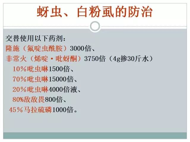 辣椒病虫害高清图谱 解决方案(小米辣椒的种植及病虫害预防)