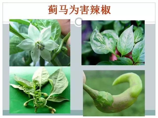 辣椒病虫害高清图谱 解决方案(小米辣椒的种植及病虫害预防)