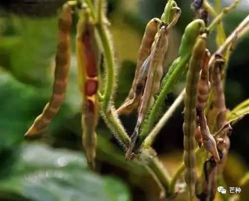 红小豆高产种植技术详解(高产油茶树种植技术)