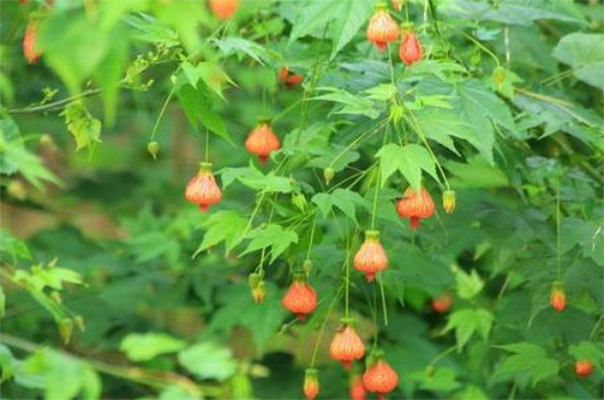 悬铃花能家养吗(家养鸳鸯能吃吗)