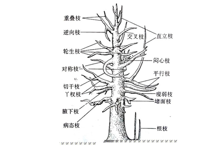 栀子花休眠期如何修剪(栀子花休眠期什么样子)