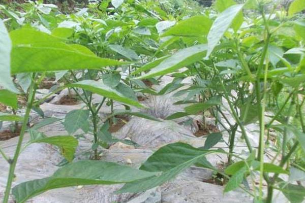 朝天椒科学栽培技术(朝天椒种植技术与管理)