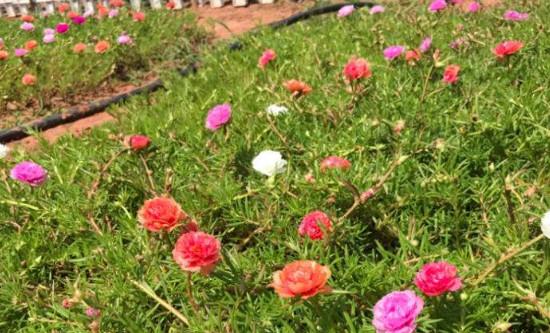 宿根太阳花能养几年(宿根太阳花是多年生吗)