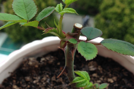 玫瑰花的种植方法(玫瑰花的种植栽培方法)