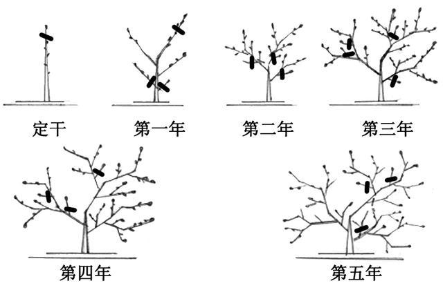 果树栽植的技术要点