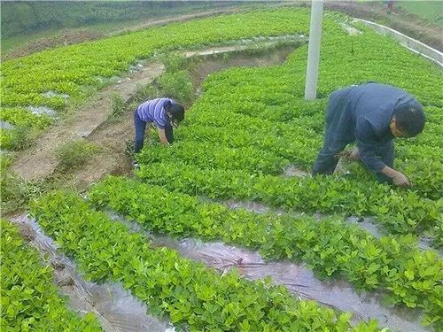 如何种植黑花生(如何种植黑花生苗)