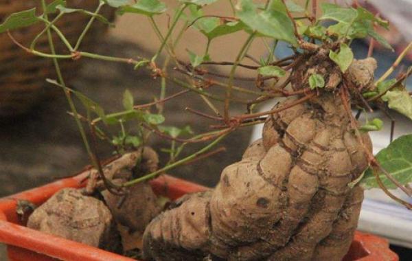 何首乌的种植方法和时间怎样管理