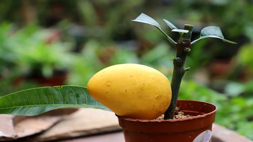 芒果北方温室种植技术