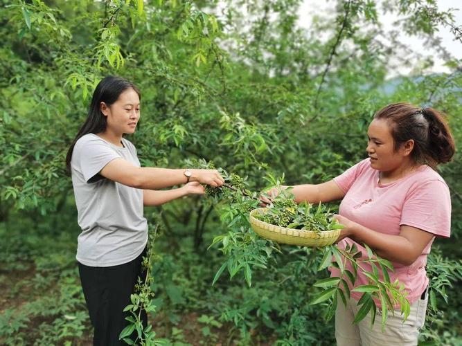 鲁甸花椒种植基地