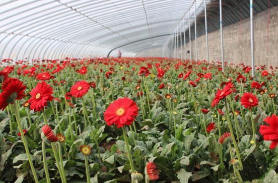 非洲菊温室种植技术种前准备工作