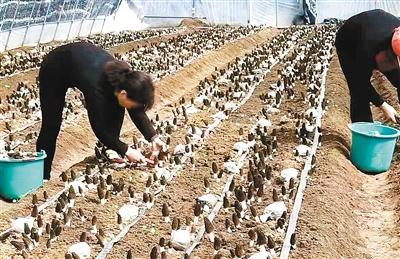 羊肚菌室内种植方法栽培技术(羊肚菌种植室内)