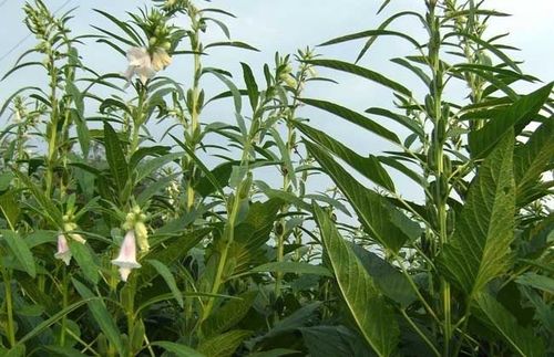 山芝麻种植技术视频