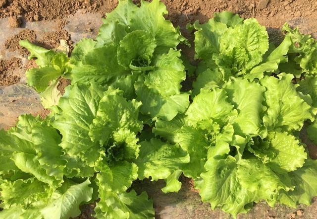 生菜室内种植技术(生菜室内种植时间和方法视频)