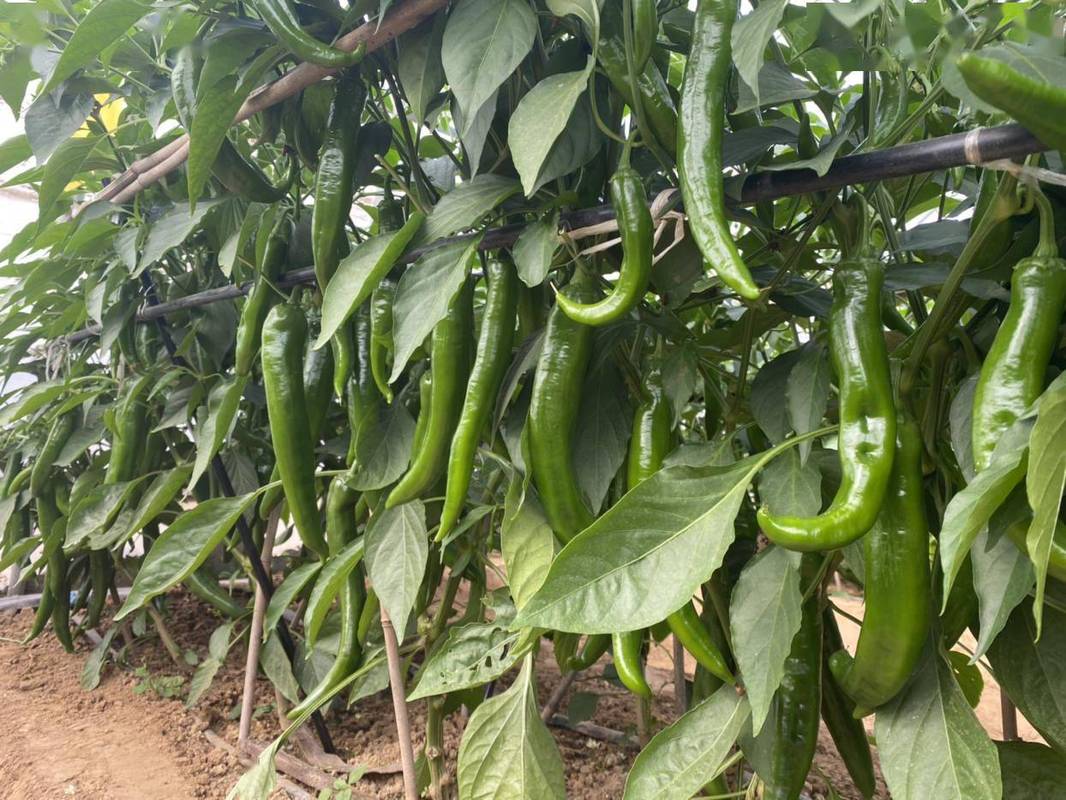 阳台羊角椒种植技术(羊角椒露地种植技术)