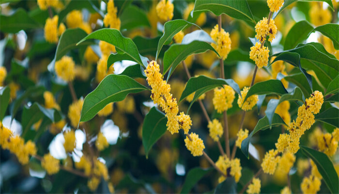 桂花什么季节才会开花