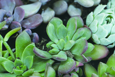 多肉植物怎么过冬(多肉植物怎么过冬防冻)