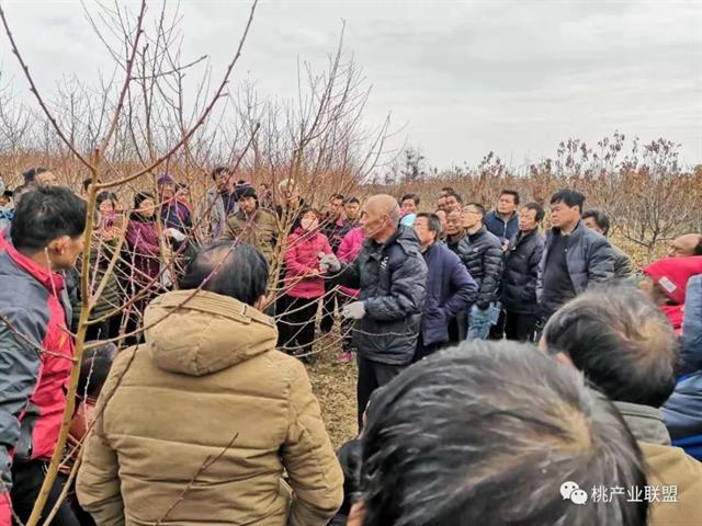 桃树整形修剪的十八种方法(桃树整形修剪的十八种方法图解)