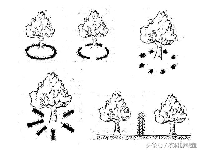 苹果秋冬施肥管理技术(苹果树冬季施肥好.还是来年春季好)