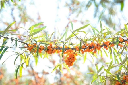 沙棘是一种什么植物(沙棘是一种啥植物)