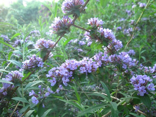 丁香怎么种植(丁香花如何养殖好?)